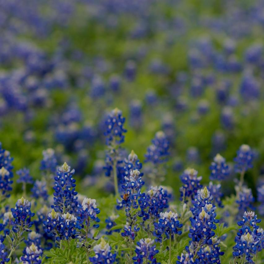 Bluebonnets